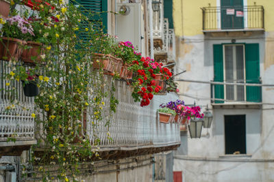 Flower plants growing outside building