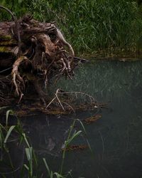 Close-up of roots in forest