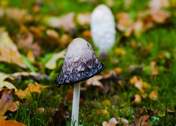 Close-up of mushroom on field