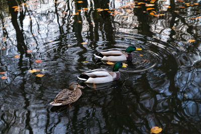 High angle view of ducks swimming in lake