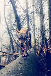 Cat on bare tree in forest