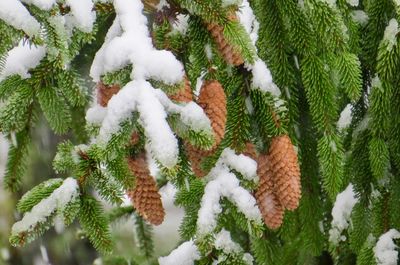 Close-up of snow covered pine tree