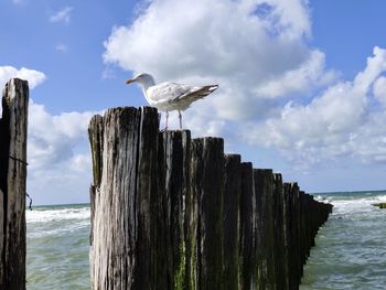 Seagull perching on wooden post in sea against sky