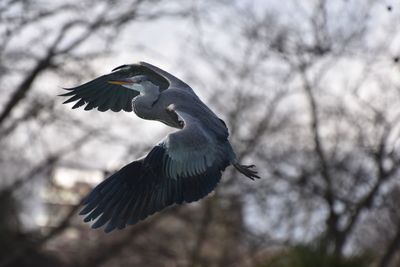 Low angle view of a bird flying