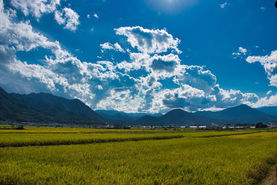 Scenic view of agricultural field against sky