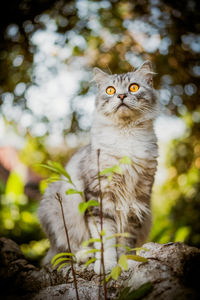 Portrait of cat sitting on tree