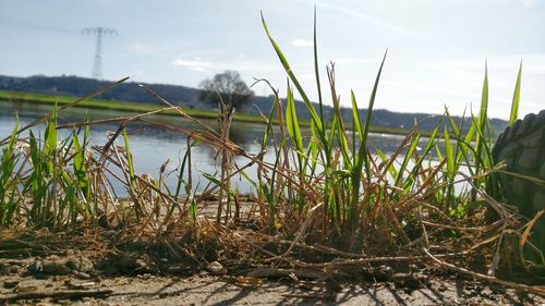 Close-up of plants by lake against sky