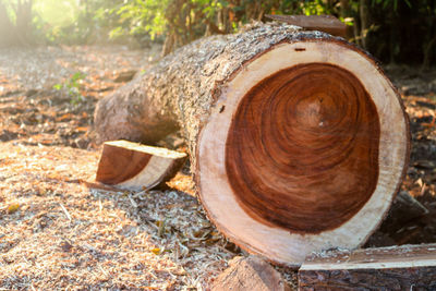 Close-up of log on field in forest