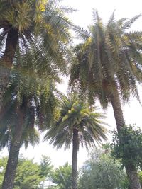 Low angle view of coconut palm trees against sky