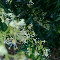Close-up of white flowers