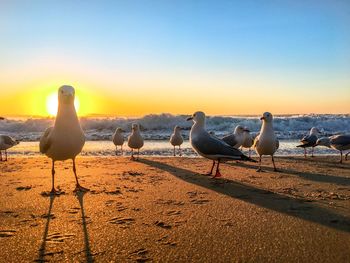 Seagulls perching on sand at beach against clear sky