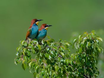 Bird perching on a plant