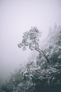 Tree by mountain against sky