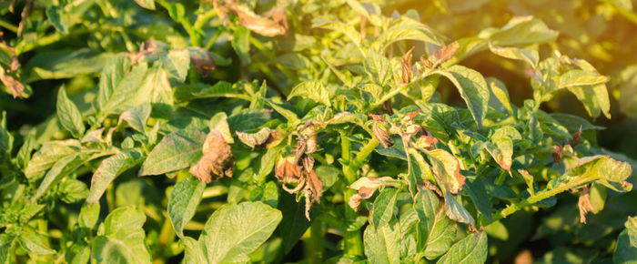 Potato bushes affected by phytophthora phytophthora infestans in the field.