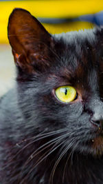 Close-up portrait of cat