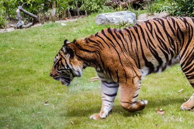 Full length of a cat