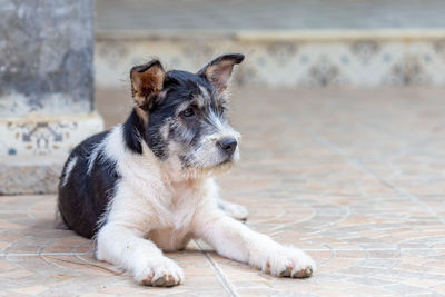 Portrait of dog lying on floor