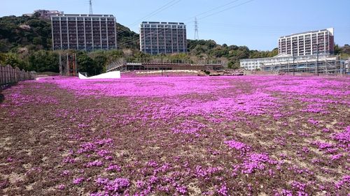 Pink flowering plants by building against sky