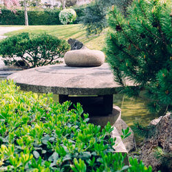 Plants and rocks by trees