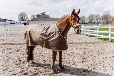 Horse standing in ranch