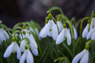 plant