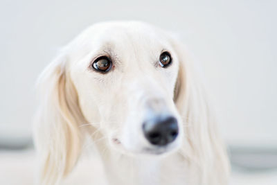 Close-up portrait of a dog