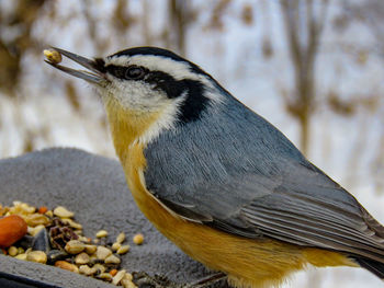 Close-up of bird perching outdoors