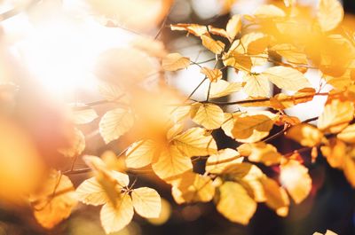 Close-up of leaves on tree trunk
