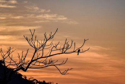 Silhouette bare tree against sky during sunset