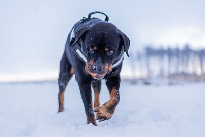 Black dog in snow