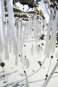 Close-up of icicles hanging from plant