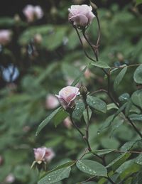 Close-up of pink rose on plant