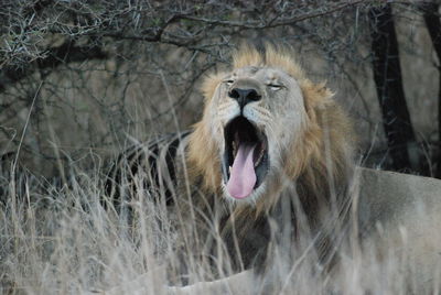 Close-up of a lion yawning