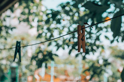 Low angle view of clothespins hanging on rope against trees