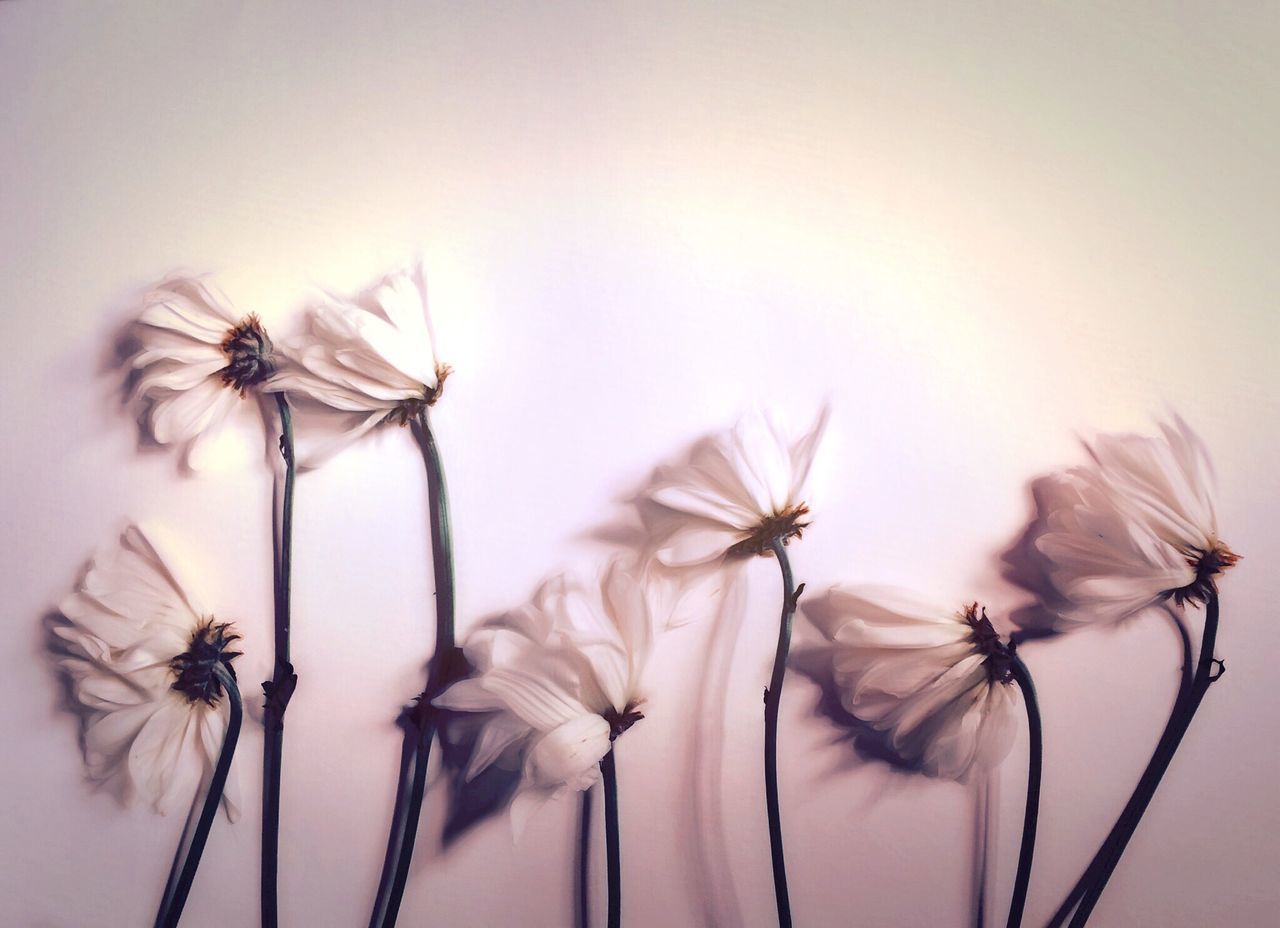 close-up, insect, animal themes, fragility, stem, studio shot, flower, one animal, white background, dry, nature, wildlife, focus on foreground, copy space, plant, dandelion, animals in the wild, spider, selective focus, no people