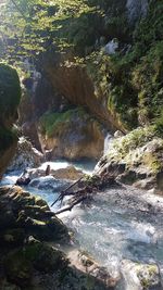 View of river flowing through forest