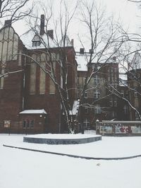 Bare trees in a city