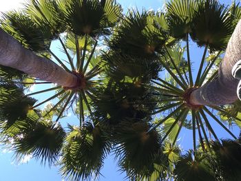 Low angle view of palm tree against sky