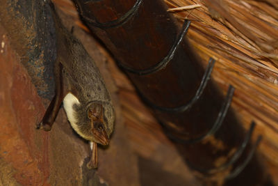 High angle view of bird on wood