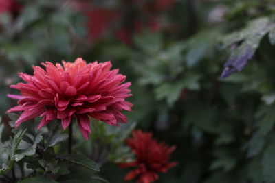 Close-up of pink flowering plant