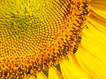 Full frame shot of sunflower