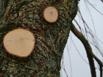 Close-up of tree