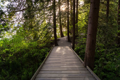 Boardwalk amidst trees in forest