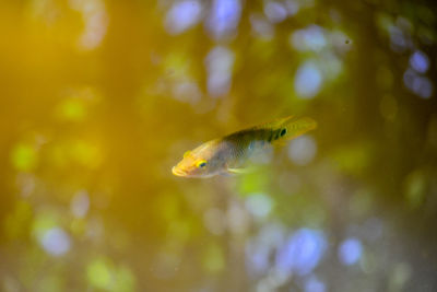 Close-up of fish swimming in sea
