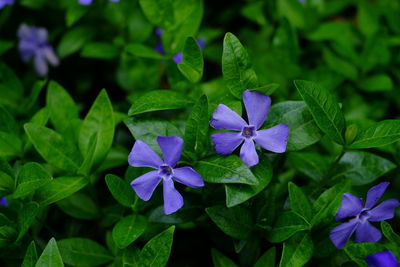 Close-up of purple flowering plants