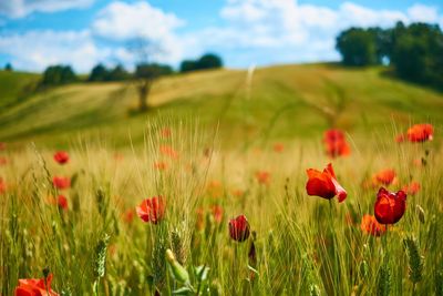 Red poppy flowers on field against sky