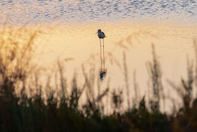 View of bird on land