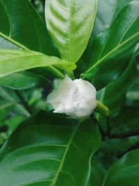 Close-up of white flower blooming outdoors