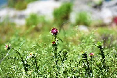 Close-up of purple flowering plants on field