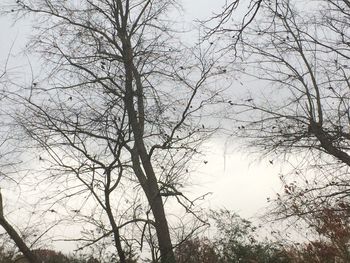 Low angle view of bare trees against sky